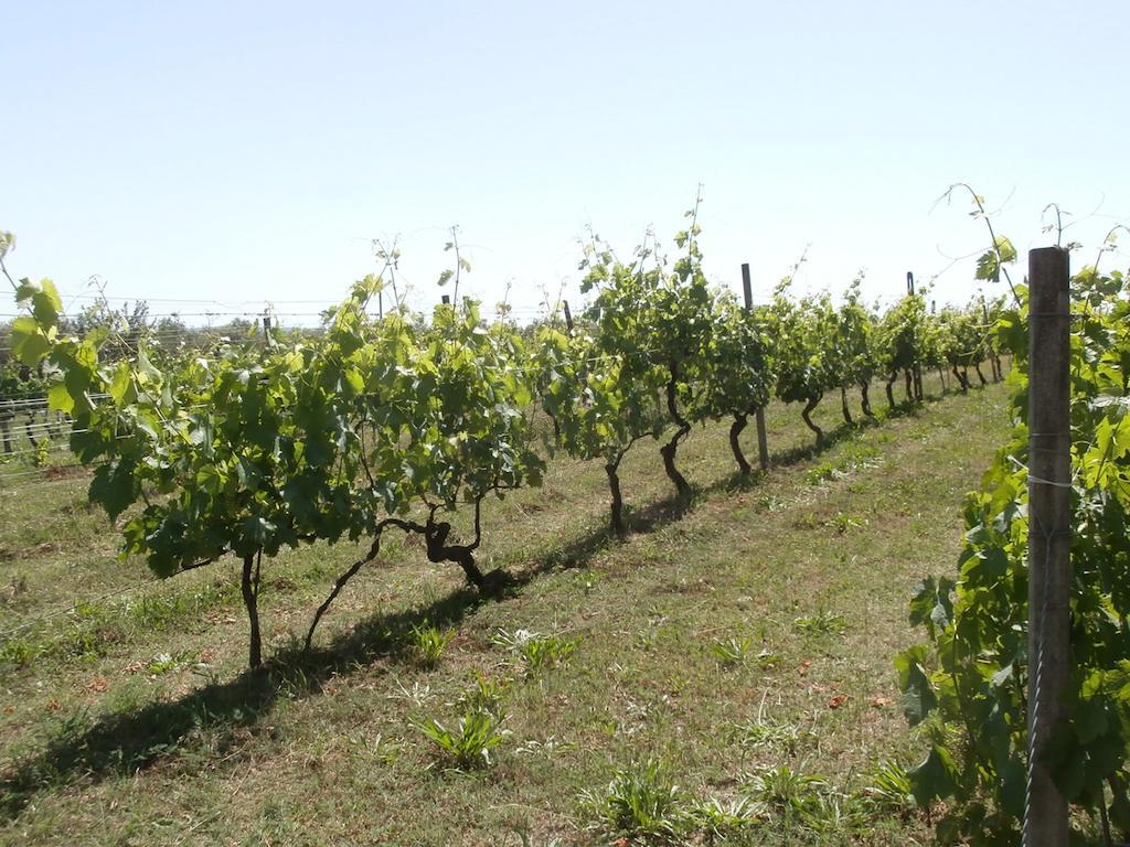 Agriturismo Poggio Sassineri Βίλα Magliano in Toscana Εξωτερικό φωτογραφία